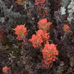 Castilleja mendocinensis ᱥᱟᱠᱟᱢ