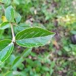 Viburnum × burkwoodii পাতা