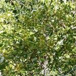 Cossinia trifoliata Habitus