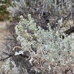 Artemisia tridentata Bark