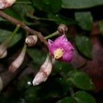 Ardisia auriculata Frugt