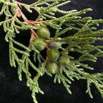 Juniperus recurva ᱛᱟᱦᱮᱸ