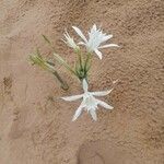 Pancratium maritimum Λουλούδι