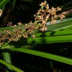 Becquerelia cymosa 整株植物