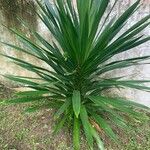 Dracaena arborea Hoja