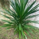 Dracaena arborea List