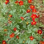 Tagetes patulaLevél