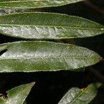 Mabea montana Leaf