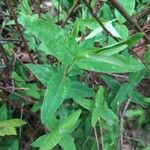 Hypericum hircinum ഇല