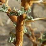 Adesmia horrida Annet