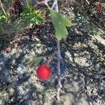 Crataegus azarolusFruit