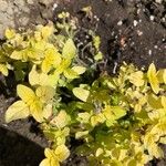 Origanum onitesList