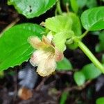 Drymonia serrulata फूल