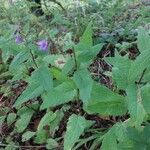 Campanula rapunculoidesFlower