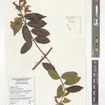 Combretum gossweileri Άλλα