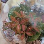 Fittonia albivenisYaprak