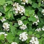 Hydrangea quercifolia Habitus