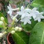 Stephanotis floribunda 花