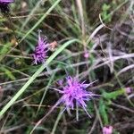 Serratula tinctoria Flors