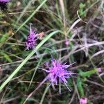 Serratula tinctoria Flower