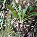 Catopsis sessiliflora Leaf