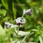 Cynoglossum columnae Flower