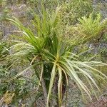 Lomandra insularis Costuma