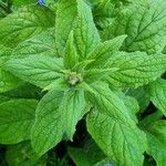 Pentaglottis sempervirens Leaf