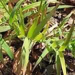 Kengia serotina 葉
