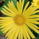 Doronicum caucasicum പുഷ്പം