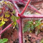 Geranium purpureum പുറംതൊലി