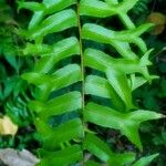 Nephrolepis biserrataList