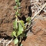 Commiphora schimperi برگ