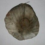 Aspidosperma desmanthum Fruto