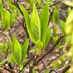 Oemleria cerasiformis Foglia