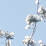 Ipomoea arborescens Flower