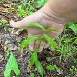 Solidago caesia Лист