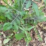 Knautia integrifolia Lapas