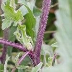 Sisymbrium officinale Bark