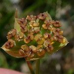 Bupleurum ranunculoides Fruit