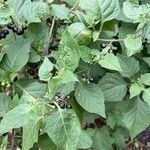Solanum scabrum 葉
