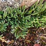 Diphasiastrum alpinum Likasa
