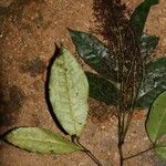 Trichoscypha laxiflora Habit
