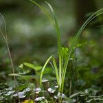 Carex pilosa Folla