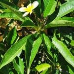 Plumeria alba Fulla