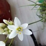 Nothoscordum borbonicum Flower