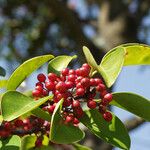 Ilex rotunda Fruit