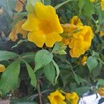Allamanda cathartica Flor