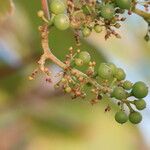 Vitis coignetiae Fruit