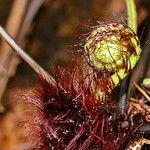 Blechnum contiguum Celota